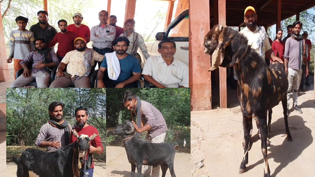 Jaipur Goats Club Presents Top Goats | Shakeel Bhai The Most Trusted Person | All Breed Available.