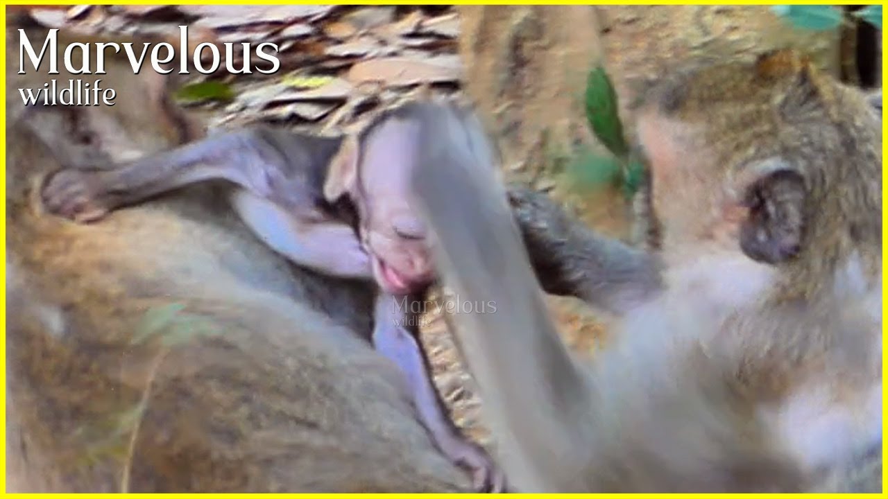 O/h...! Baby Jiva u/nablee accept to mom Jazzy c@pturing without gentle from aunt Jonna