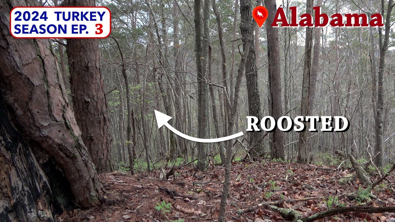 Why they say ALABAMA Turkeys are Hard to Kill