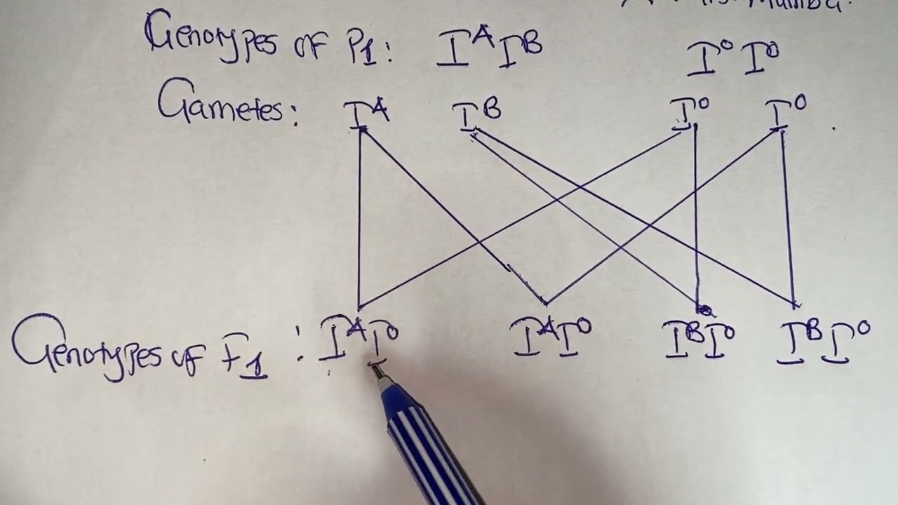 Biology P2 2017 Exam on Genetics