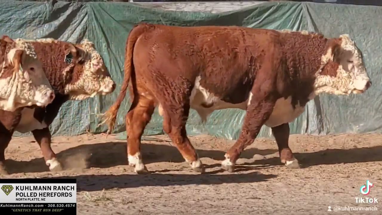 Kuhlmann Ranch Polled Hereford Bull Lineup