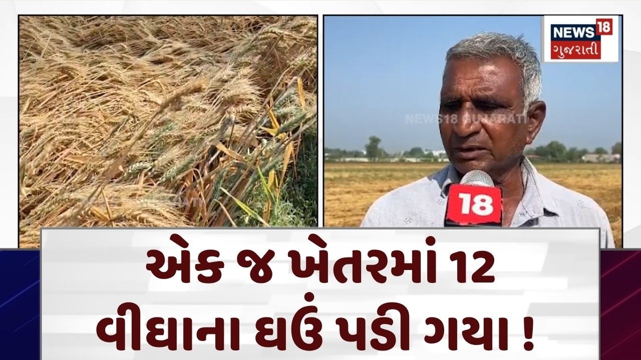 Rajkot Unseasonal Rain News | 12 વીઘાના ઘઉં પડી ગયા, ભારે પવને વેર્યું નુકસાન | Crop Damage | N18V