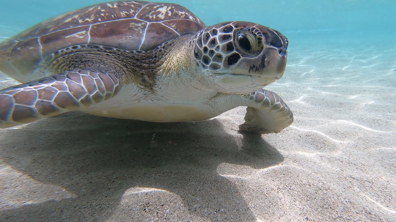 Martinique and its pretty turtles