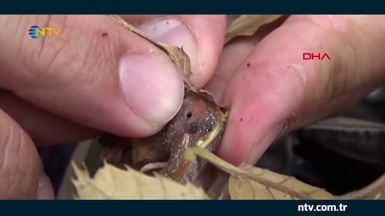 Gal arılarına karşı Torymus Sinensis ... (Gal arıları kestane &uuml;reticilerinin kabusu oldu)