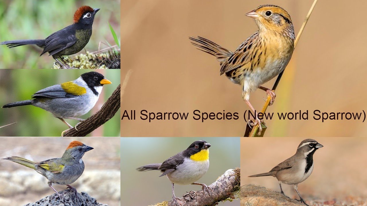 All Sparrow Species / All new world Sparrow species / new world Sparrow species/ sparrow