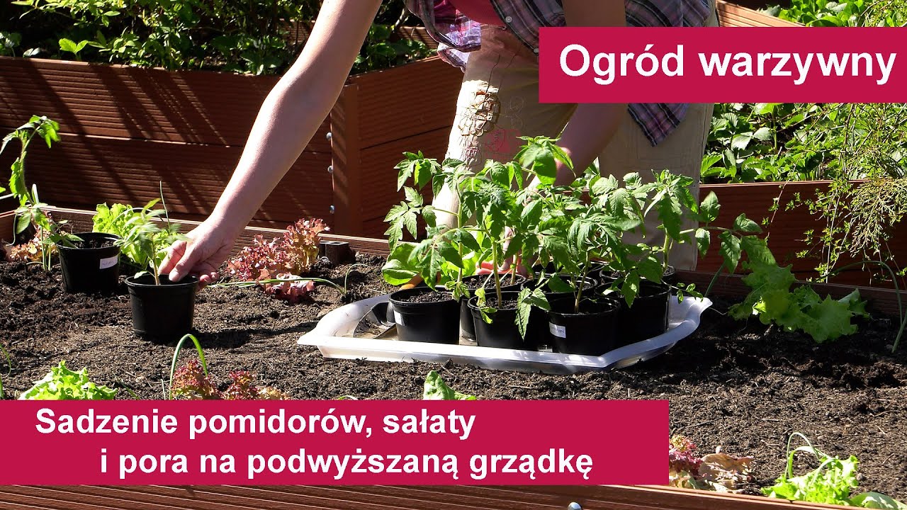 Sadzenie pomidor&oacute;w, sałaty i pora do gruntu. Uprawa warzyw w ogrodzie.