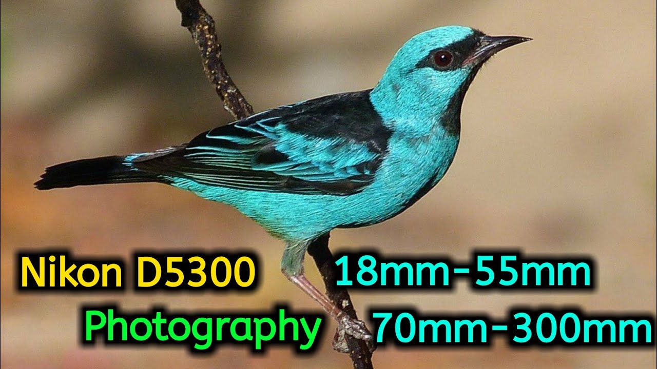 Nikon D5300 Photography 18mm-55mm,70mm-300mm,Nikon D5300 Camera Review,