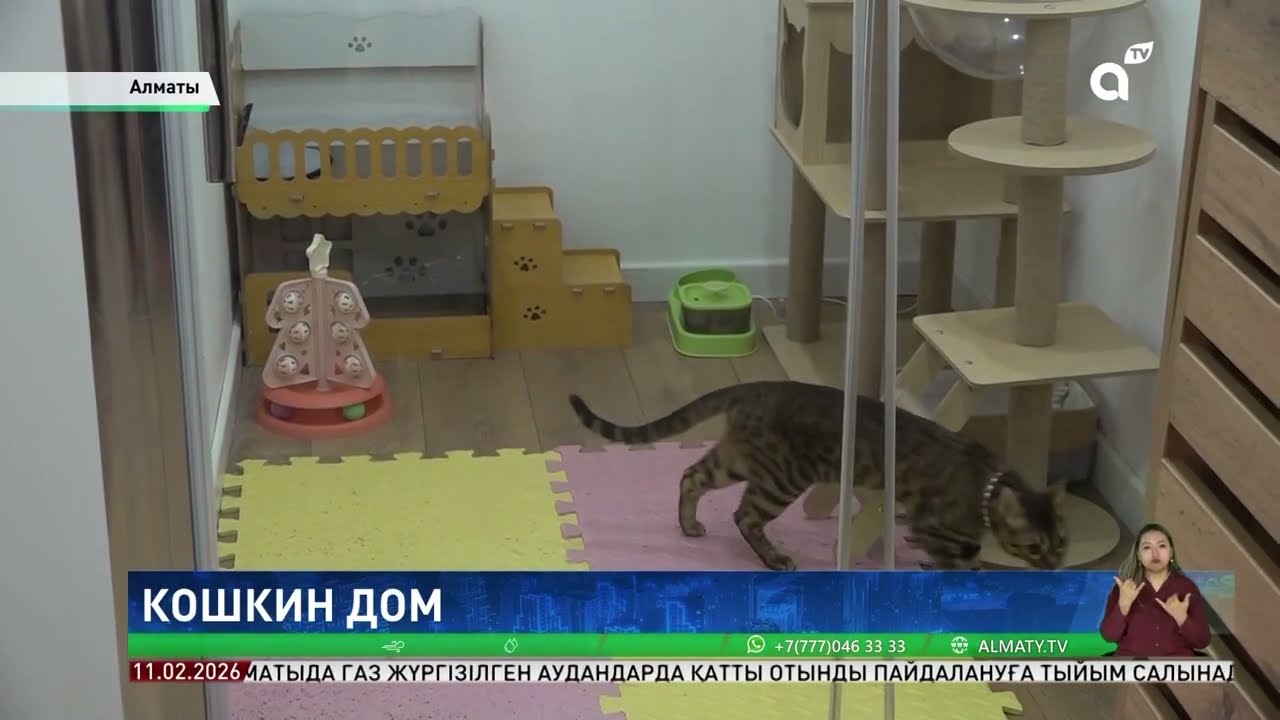 Алматинка с особыми потребностями превратила любовь к животным в социальный проект