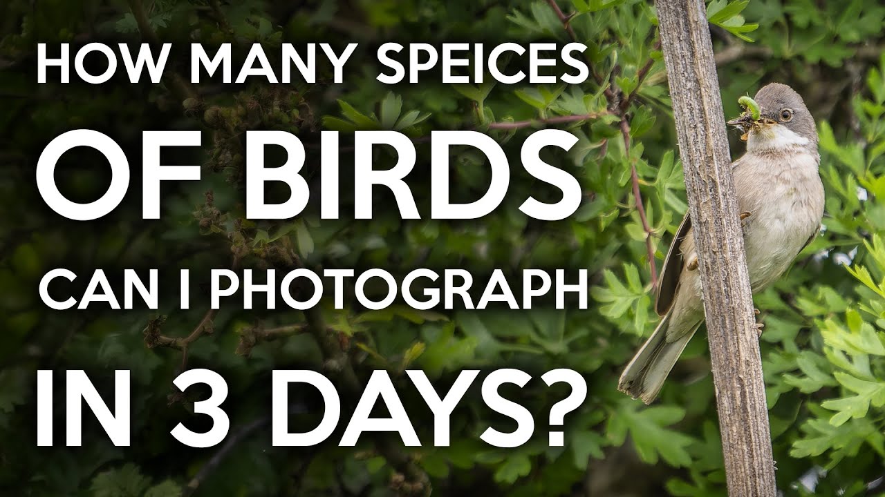 You wont believe how many species of birds I photograph in 3 days - Nikon Z8