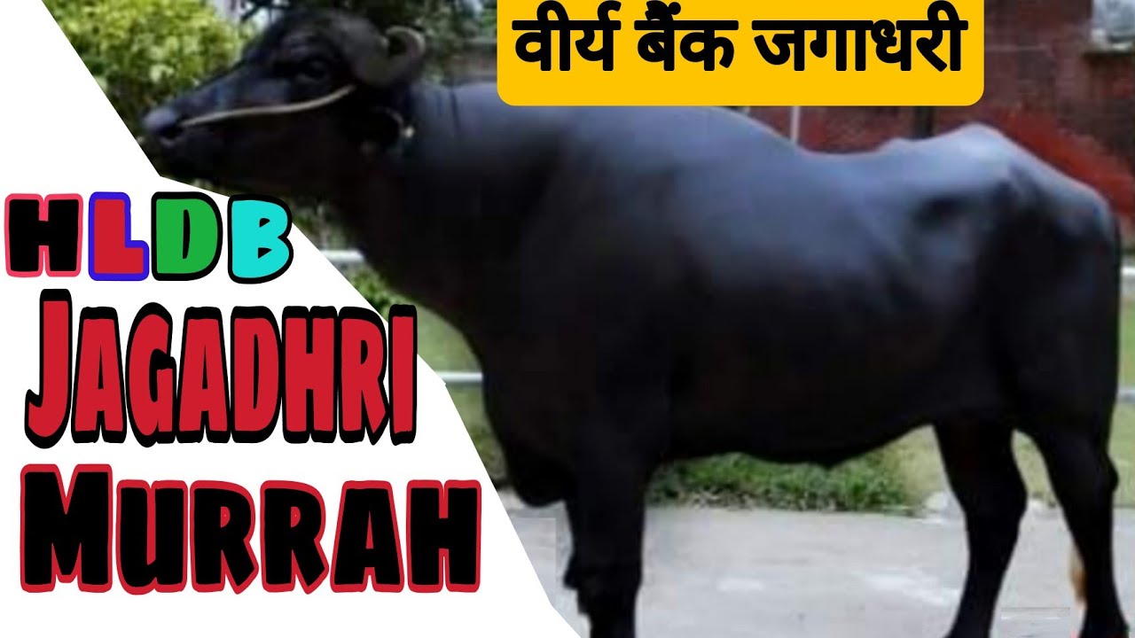#जगाधरी सीमन बैंक #murrah bull #hldb #hisar #gurgaon