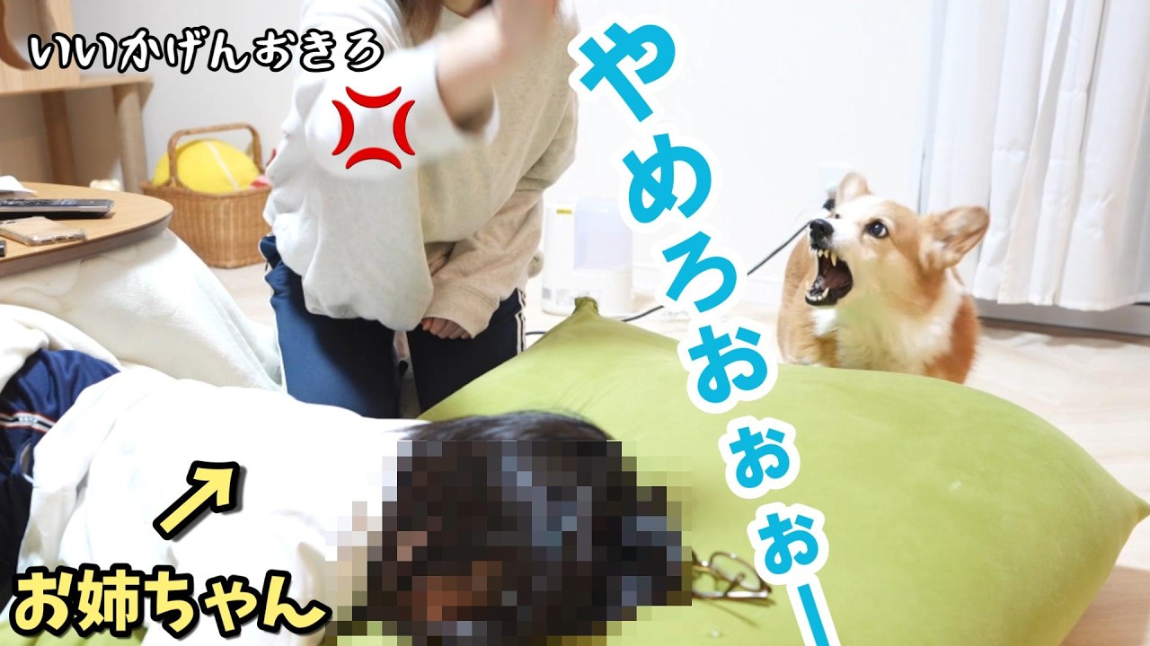 母がお姉ちゃんを怒ったら・・ブチギレながら止めに来るコーギー犬