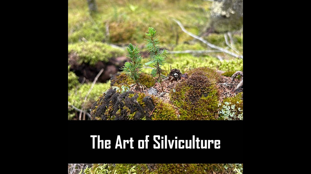 S.4 Ep.11: The Art of Silviculture