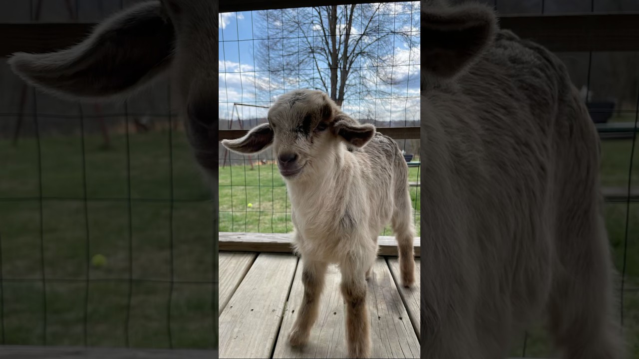 The newest addition to our Farm! #goat #organicgarden #livingsoil #locallygrown