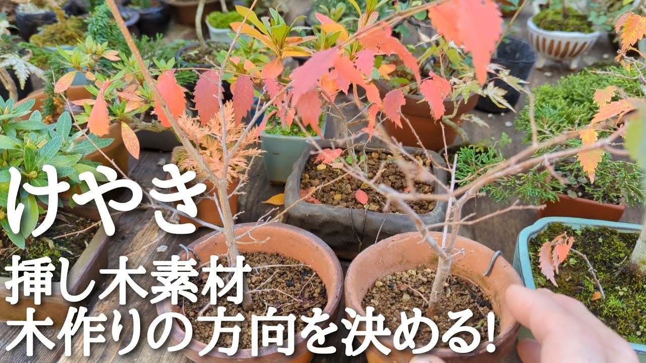 けやき挿し木素材木作りの方向を決める!