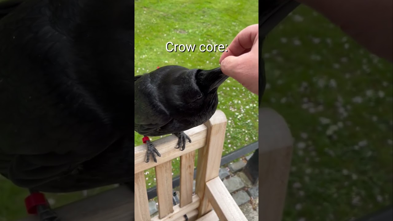 Crow core🤣The crow is talking😳 #living_life #funny #Shorts #viralvideo #Crow #animals