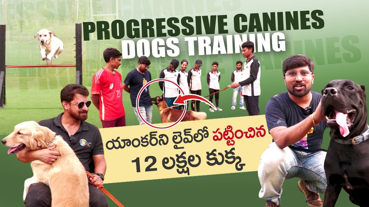 Mantravadi Chandrasekhar About Most Expensive Dog | Progressive Canines Dog Training |Great Dane Dog