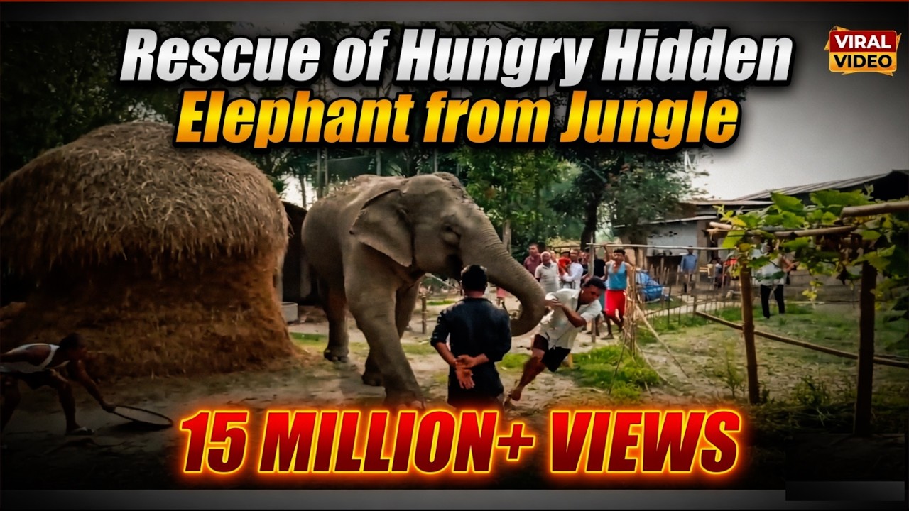 Rescue of Hungry Hidden Elephant from Jungle - See how a wild elephant enters a village