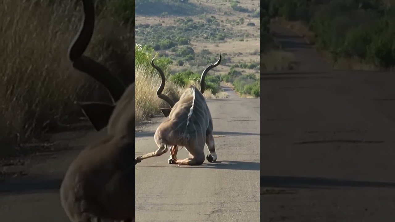 The Great Escape: Kudu&rsquo;s Incredible Lion Attack Survival