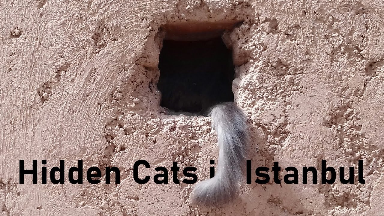 Istanbul’s historic Gülhane Park... and the cats hiding inside it | Hidden cats in Istanbul 3