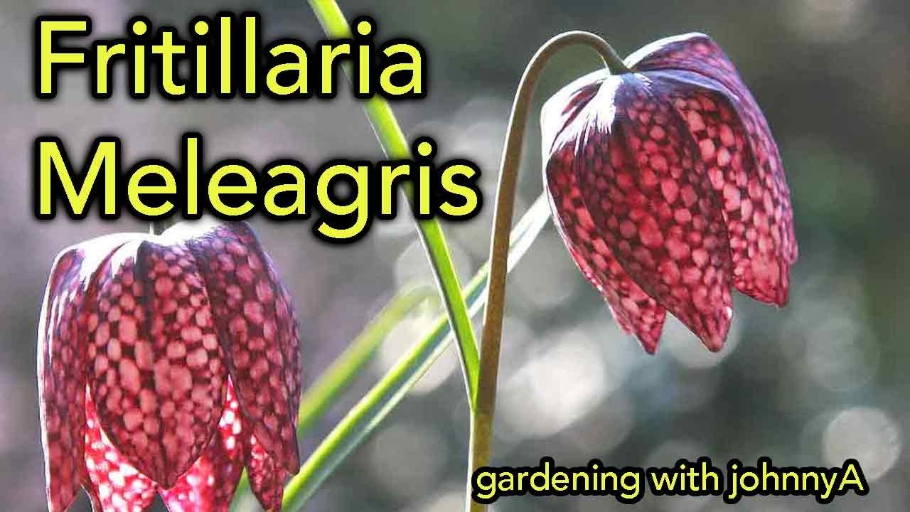 Plant Fritillaria meleagris Bulbs | Snake’s Head Fritillary Care, Propagation & Rare Bulb Guide.
