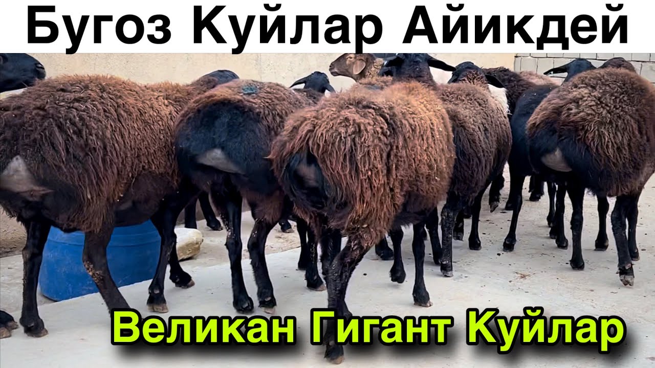 Бунакаси Булмаган! ☎️+998 97 291 6390