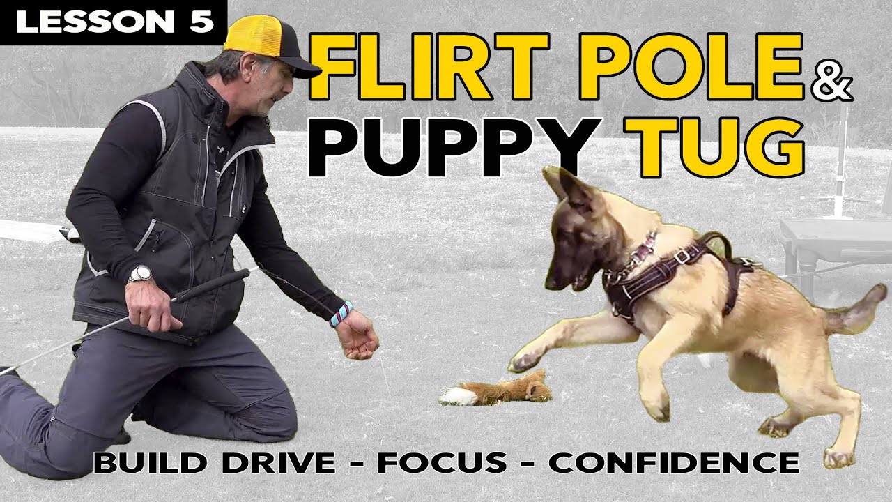 Teach Your Puppy TUG using a Flirt Pole