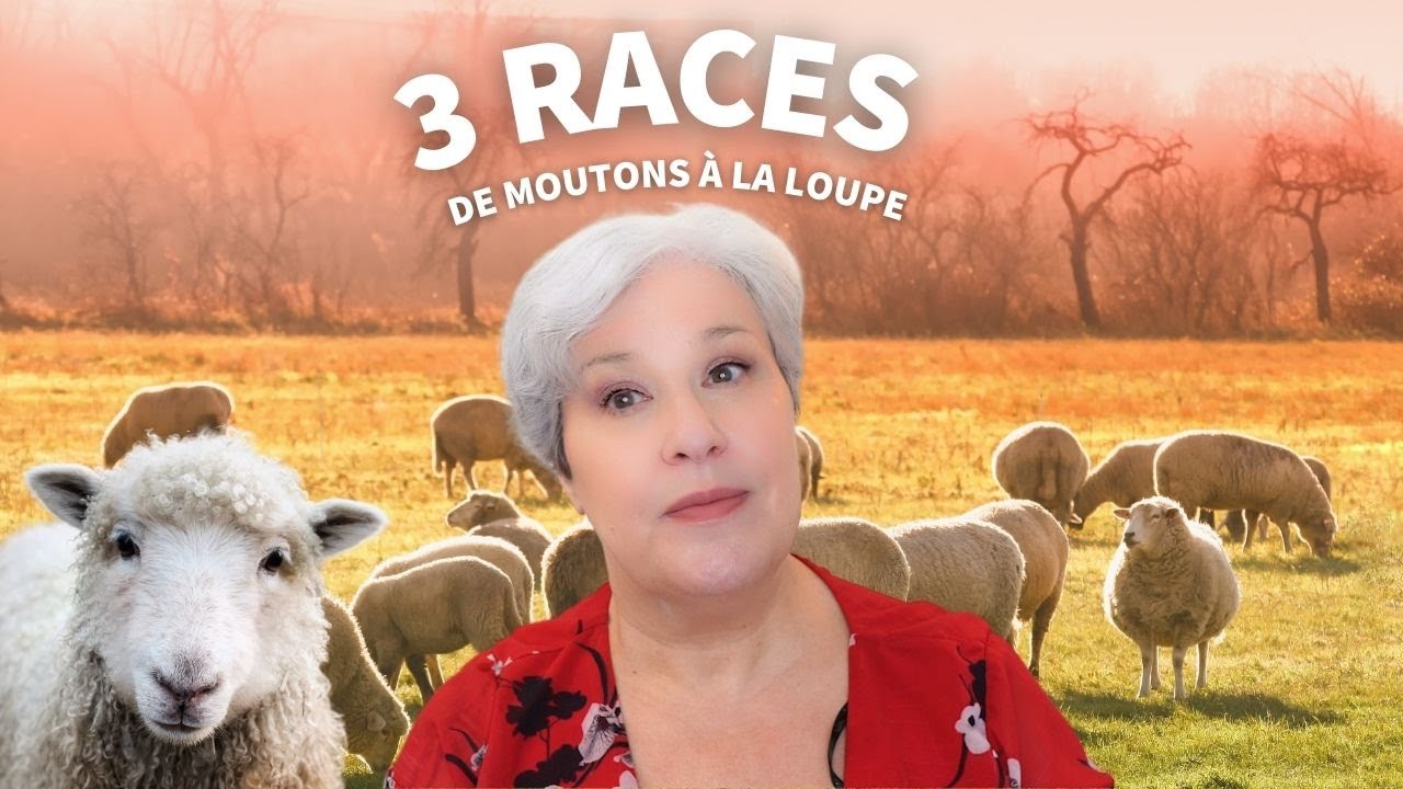 Y a pas que le mérinos dans la vie ! 3 races de mouton à la loupe