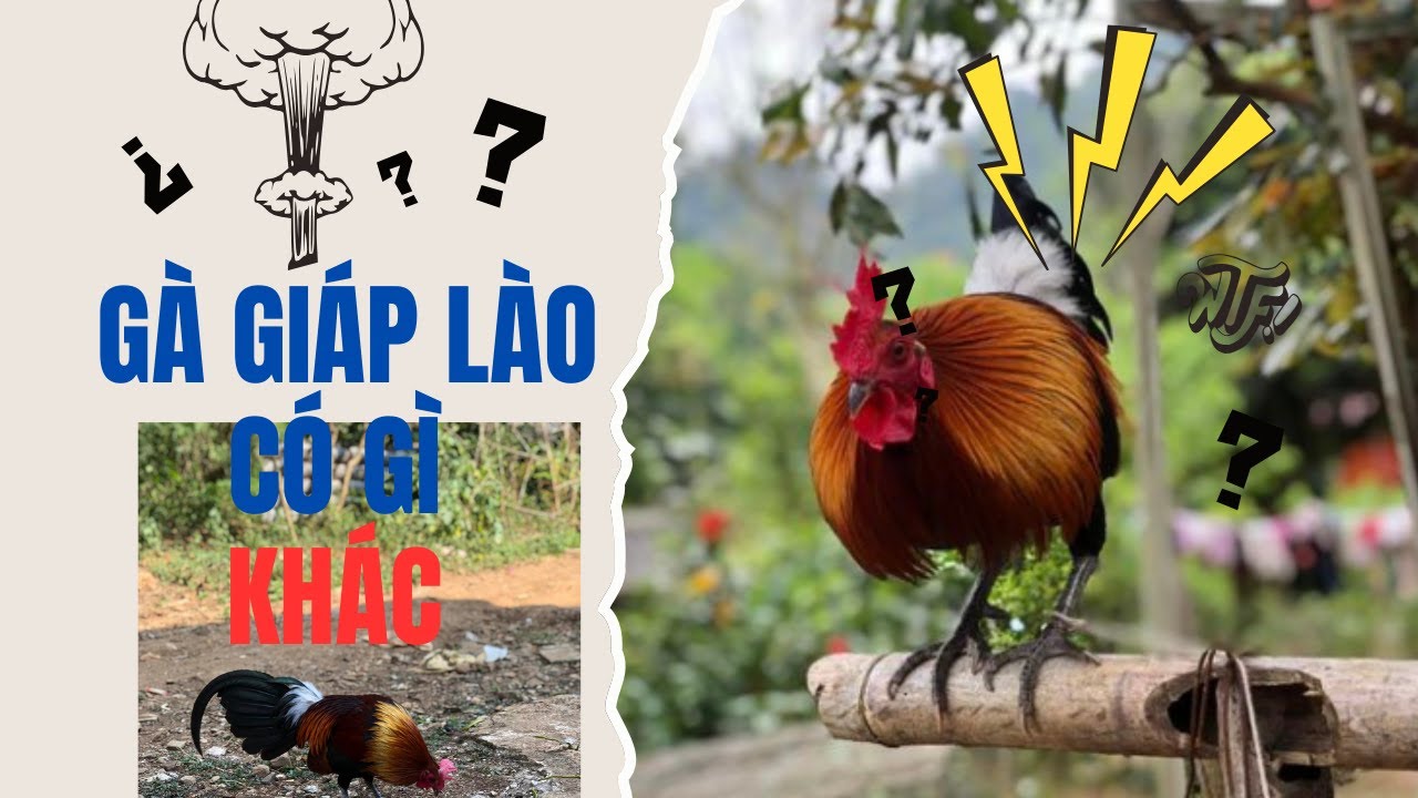 3#Trải nghiệm đi tìm gà rừng mồi trên vùng cao #garungtaybac #nuoigarung