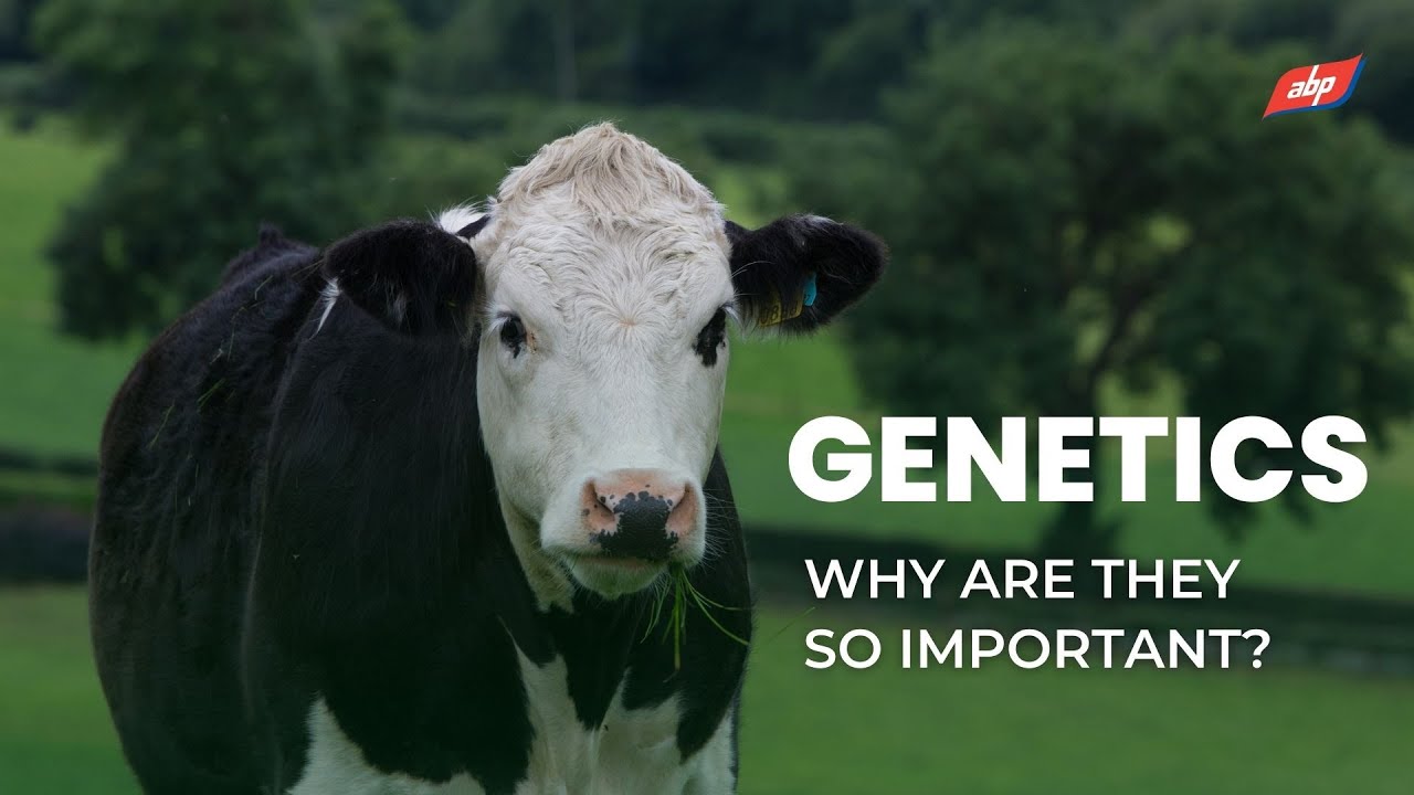 Genetics - Why are they so important? | ABP Demonstration Farm