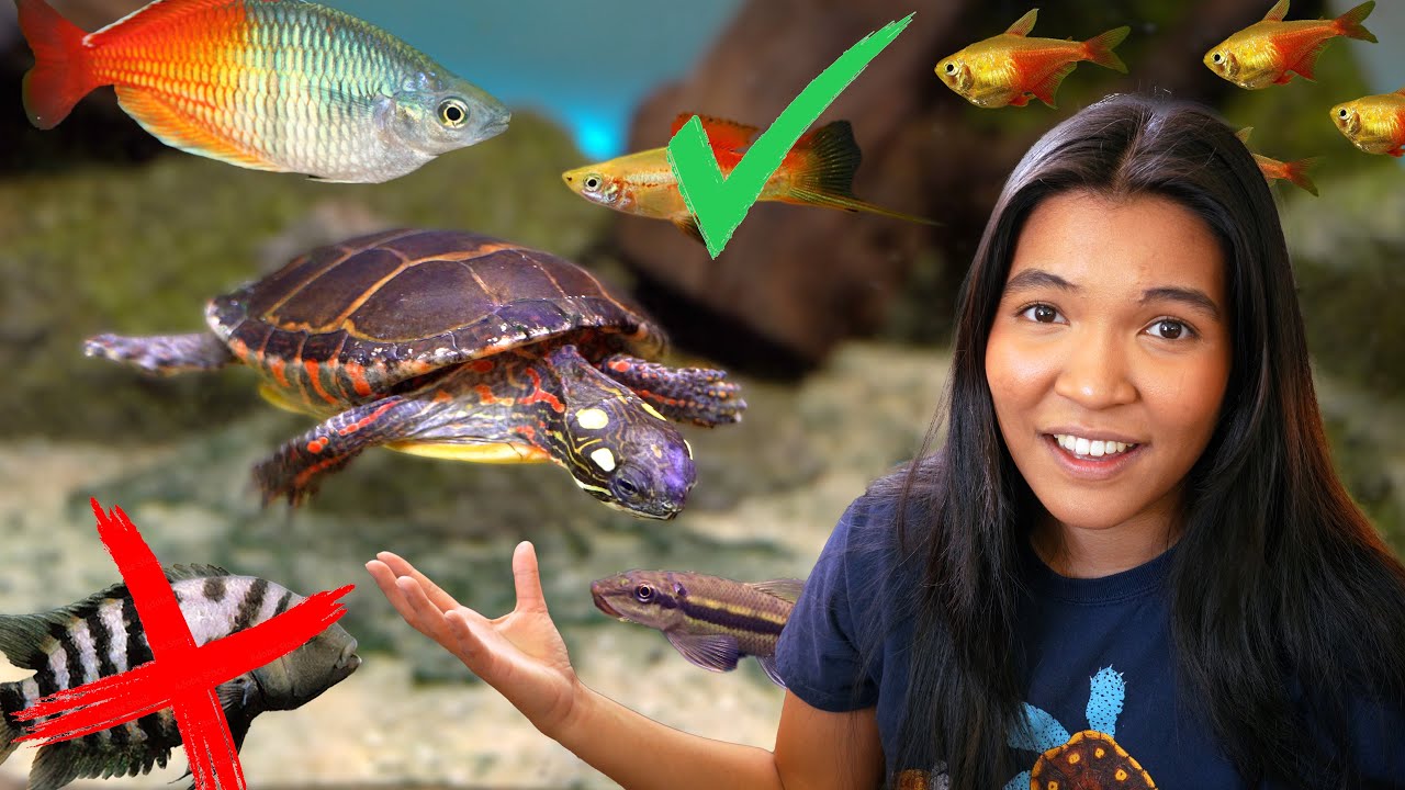 Keeping Fish with Turtles (what works and doesn't work)