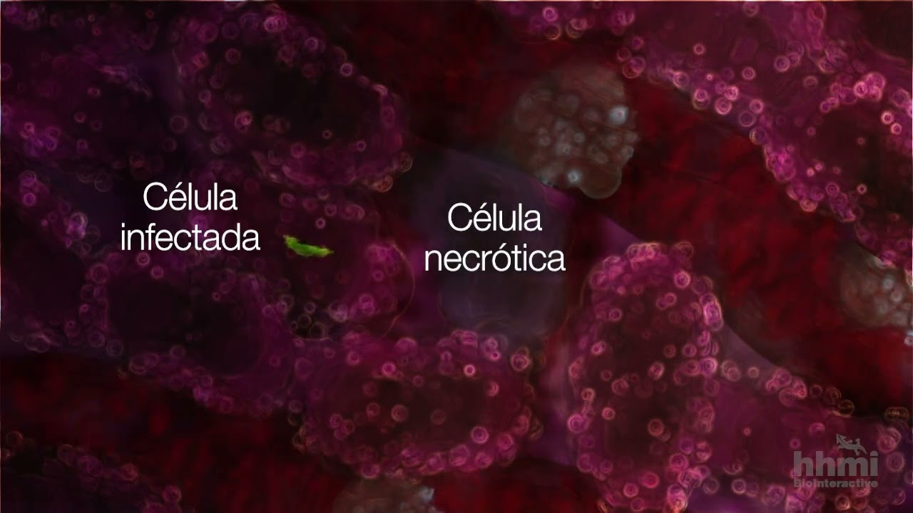 Malaria: Hospedero humano | Video HHMI BioInteractive
