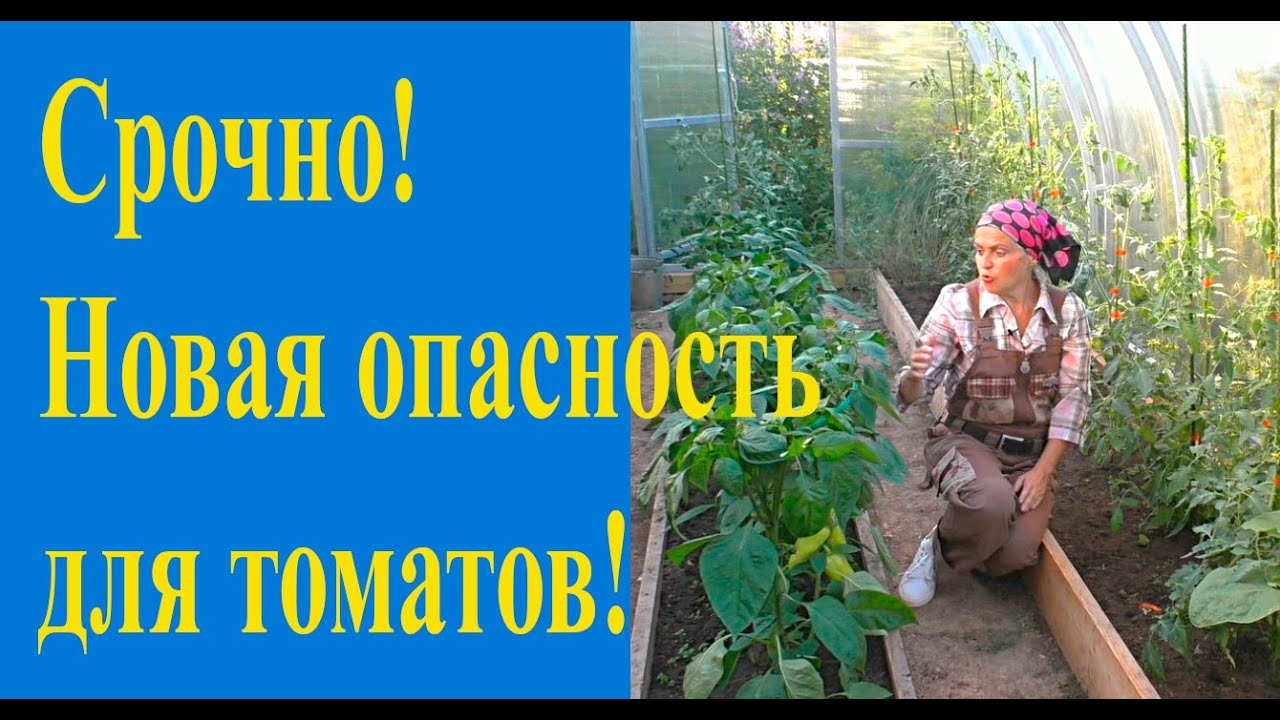 Фузариоз можно победить!