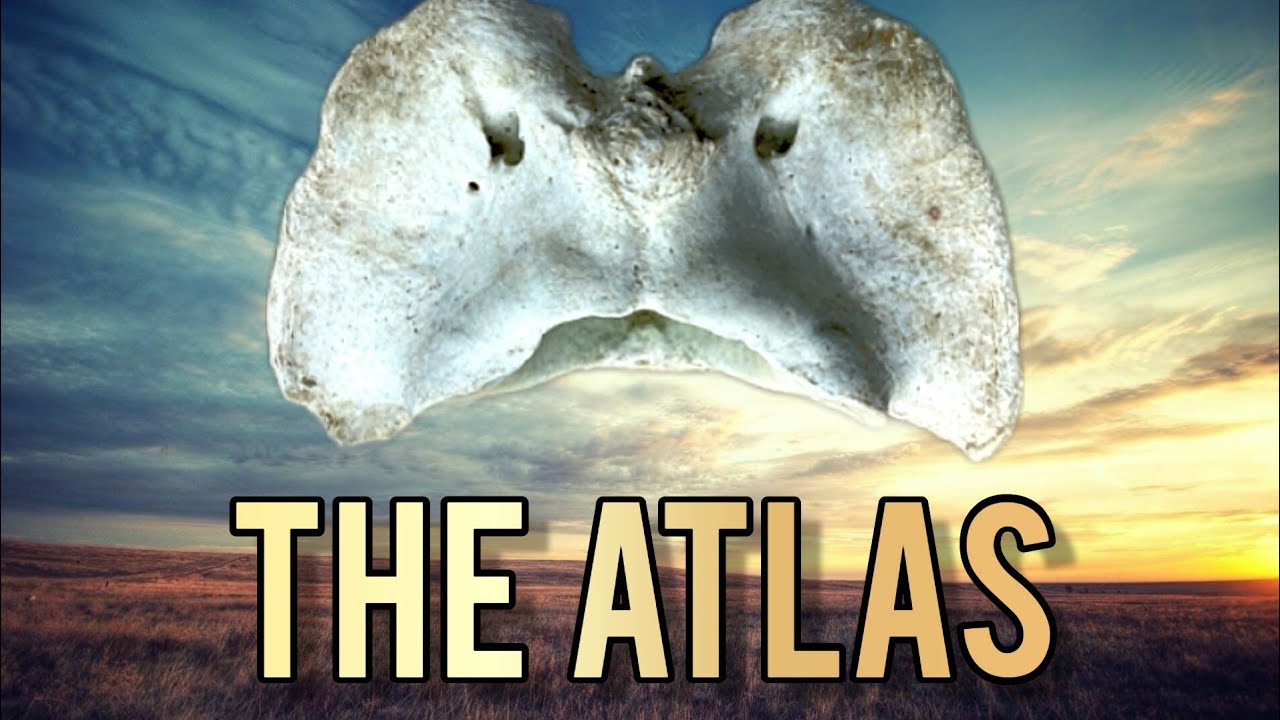 ANATOMY OF THE ATLAS OF CATTLE (OX) // BOVINE ATLAS