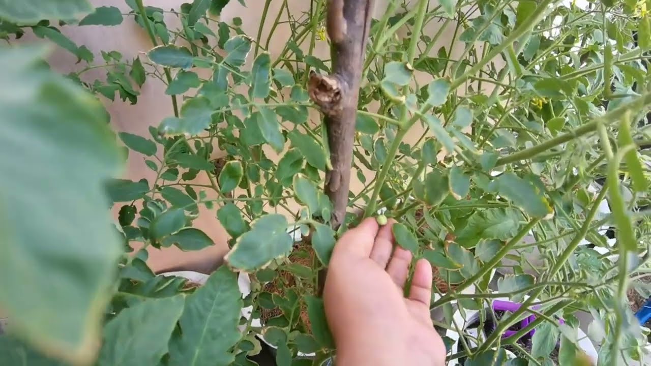 GROWING SUPERSWEET 100 CHERRY TOMATO: PART 2