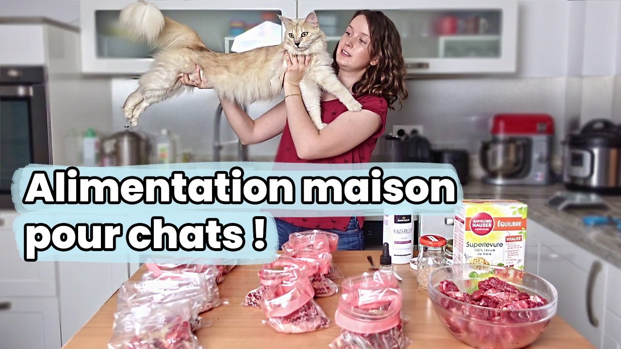 Comment je prépare l’alimentation maison de mes chats ! | Raw Feeding | BARF | Prey Model