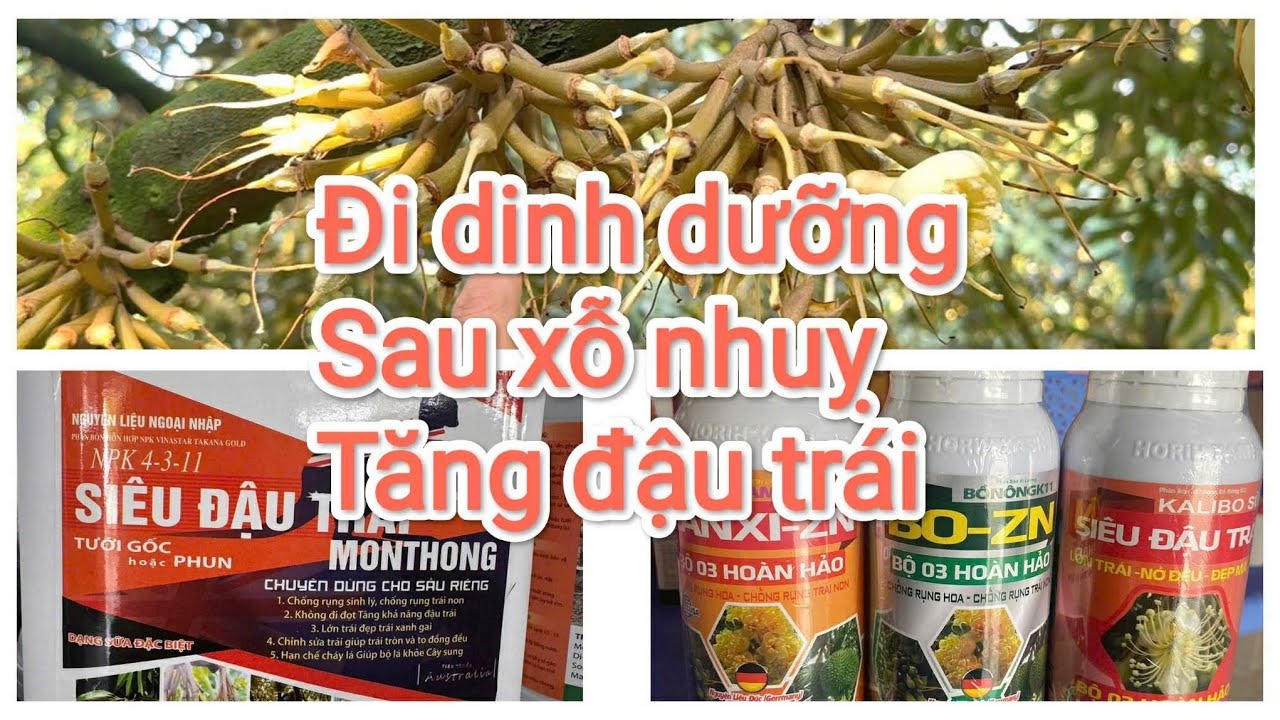 Đi dinh dưỡng sau xỗ nhuỵ tăng đậu trái , mẫu đẹp 
