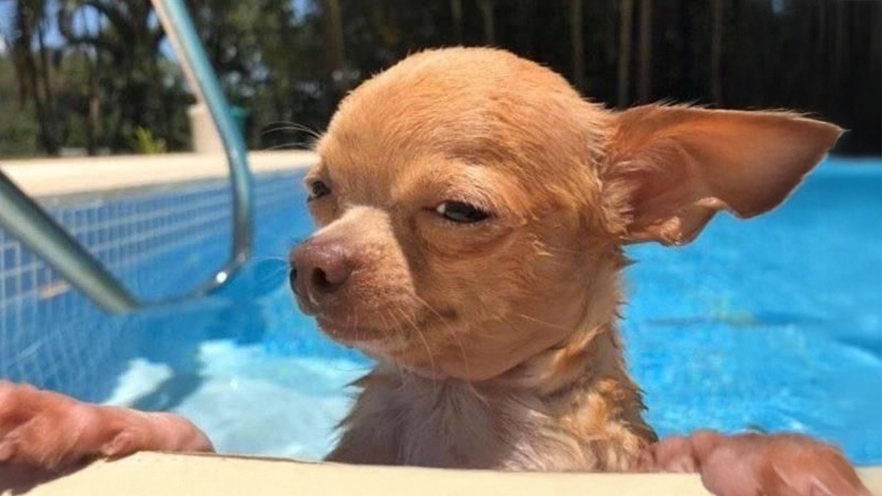 CHIHUAHUAS Are The Most Dramatic Dog in the World 🤣