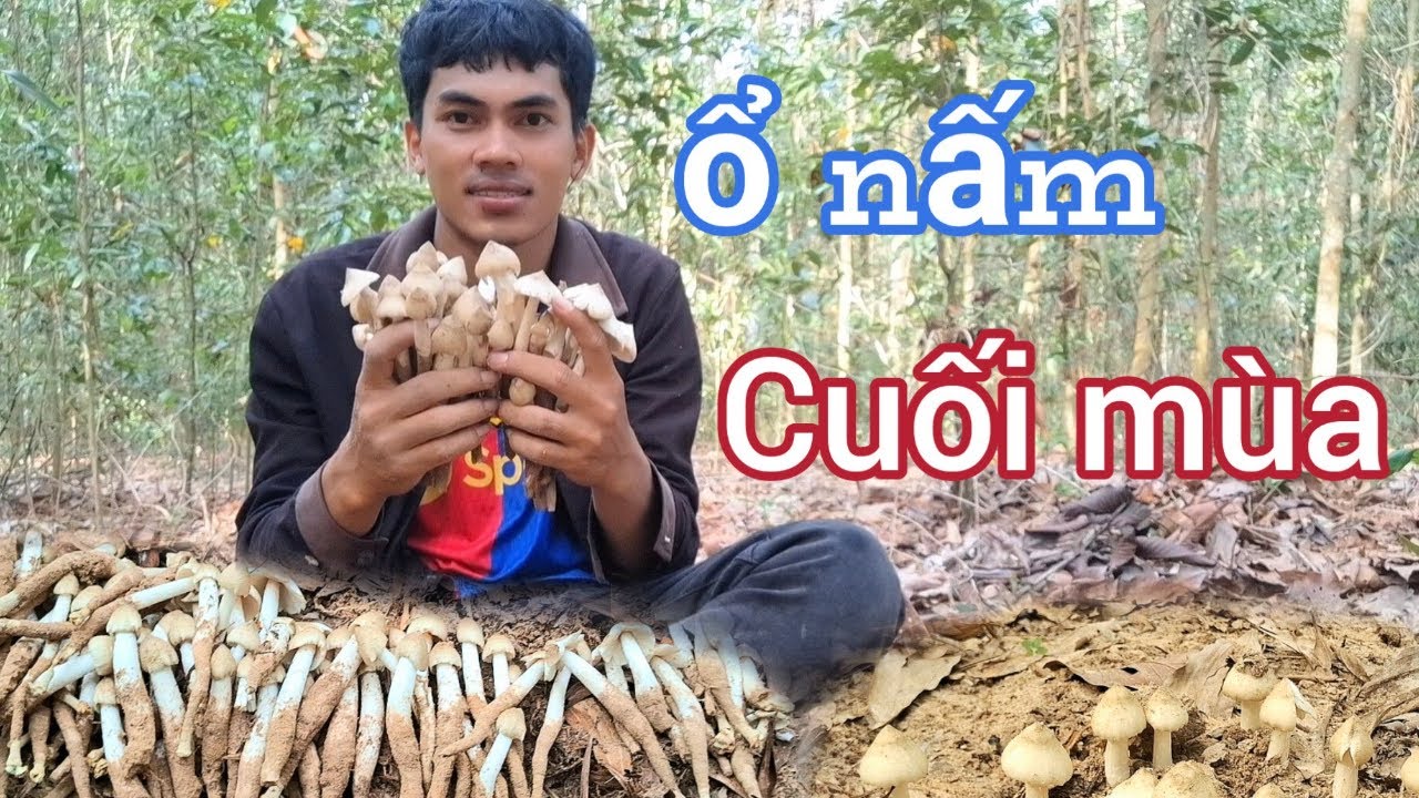 Nấm Mối cuối mùa mọc đầy rừng | một ngày may mắn của Mimosa vlog