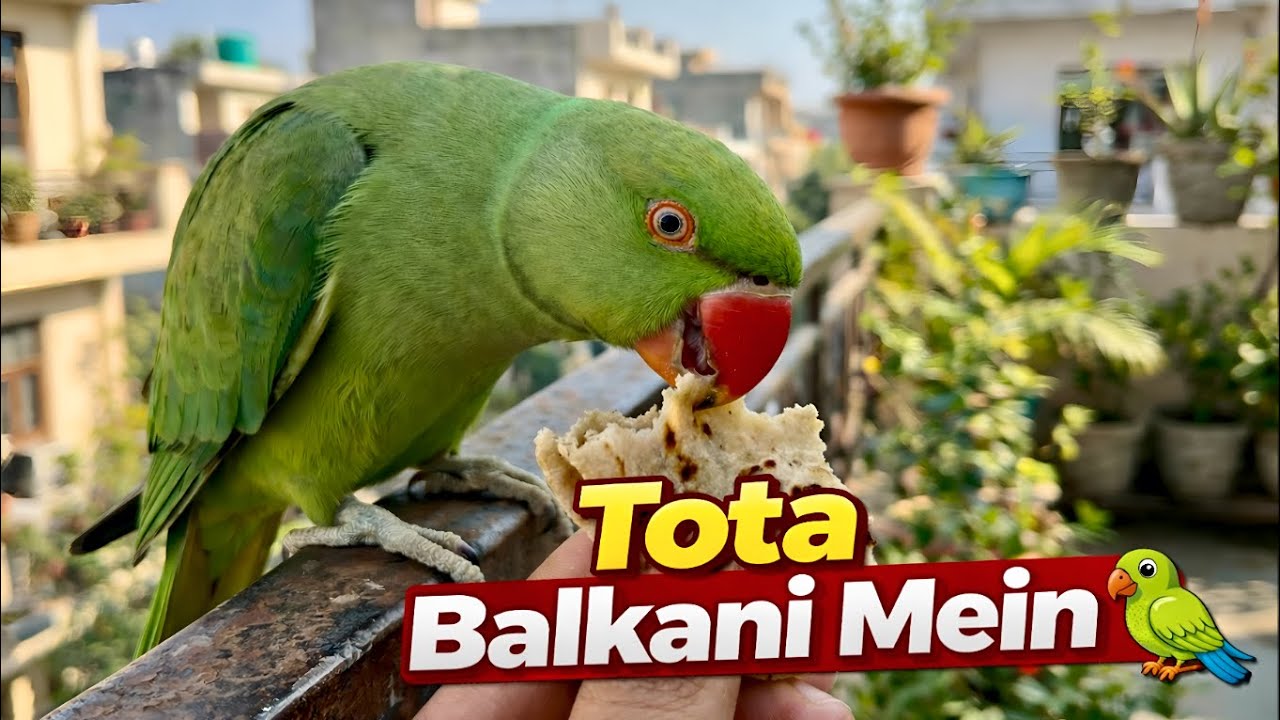 Balkani Mein Aayi Tota 🦜 | Roti Khilaye | Cute Bird Moment | Abhay Vlogs
