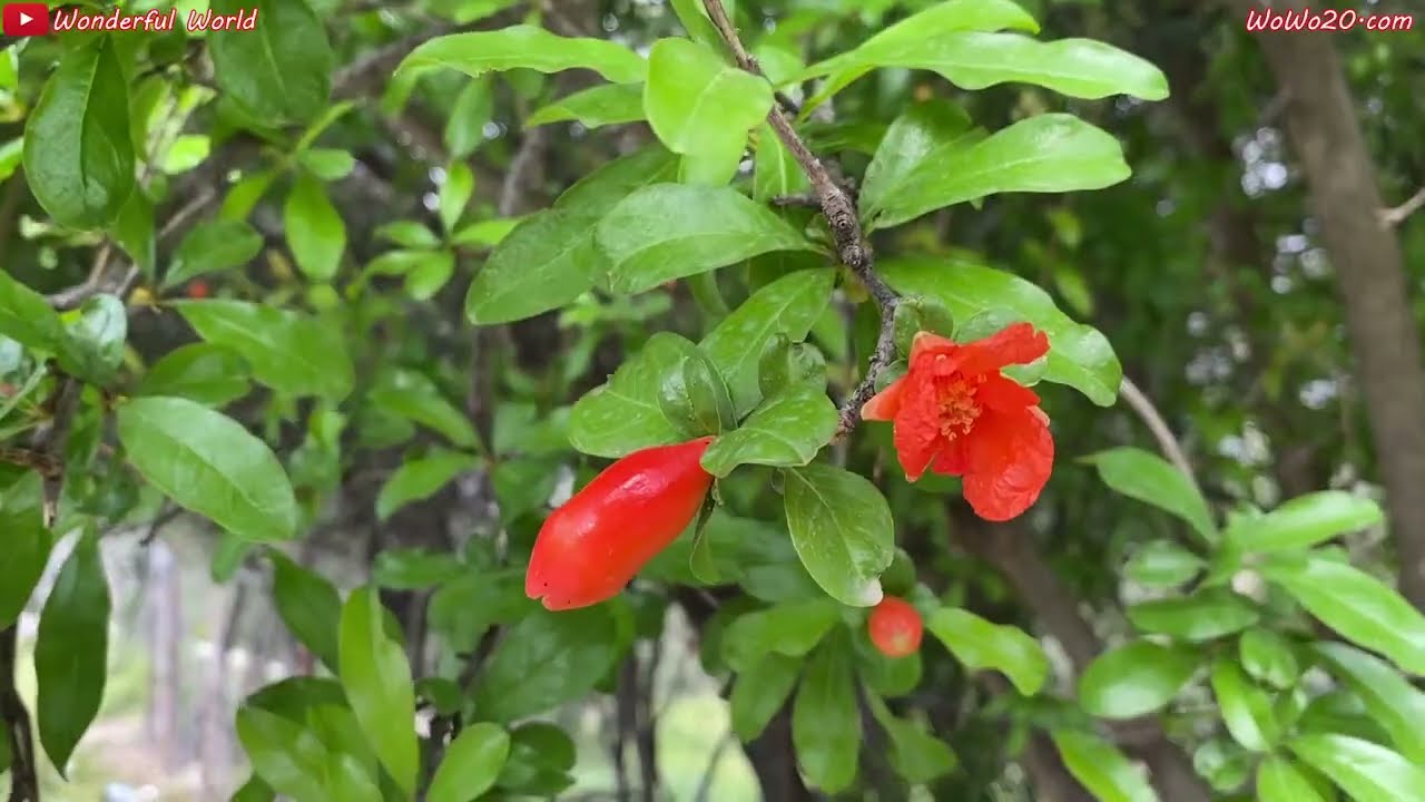 Rudbar, the city of olives and wind - رودبار ، شهر زیتون و باد