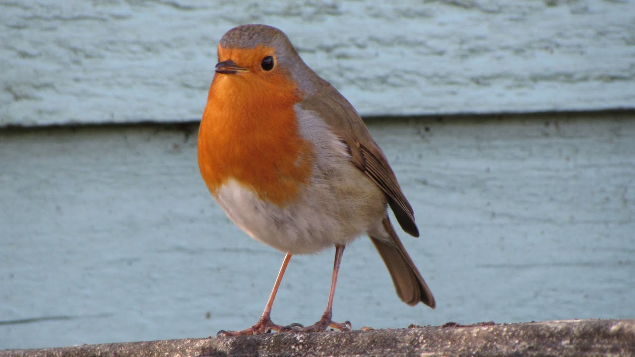 European Robins