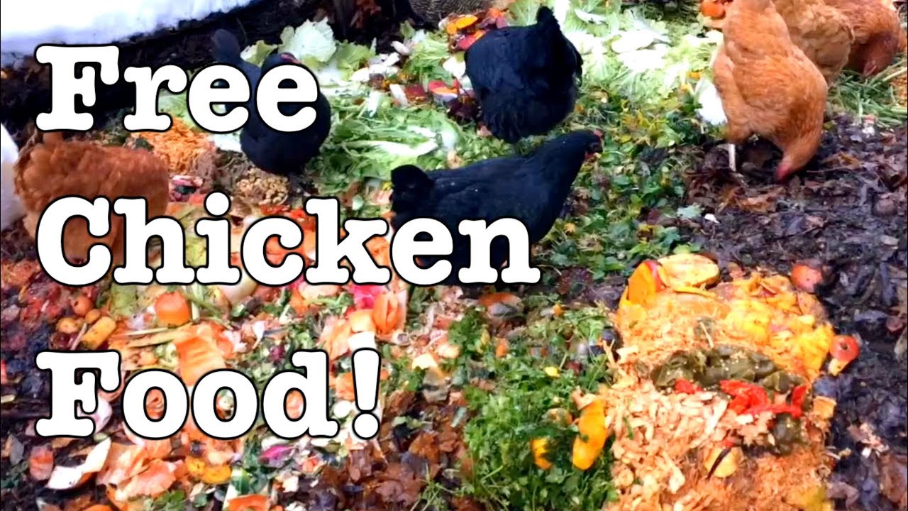 Chickens - Ideas for Feeding for FREE!