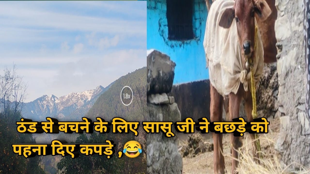 सासू जी ने बछड़े को पहना दिए कपड़े 🤣 // pahadi lifestyle // Devika sandeep negi vlog 