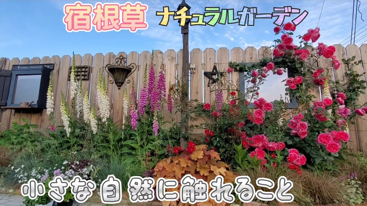 ナチュラルガーデン宿根草❁*。初夏 6月寄せ植え