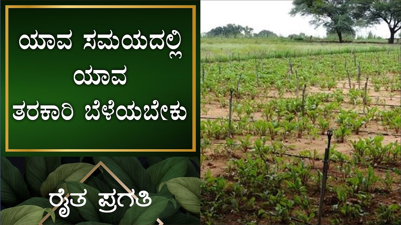 ನೈಸರ್ಗಿಕ ಕೃಷಿ | ಯಾವ ಸಮಯದಲ್ಲಿ ಯಾವ ತರಕಾರಿ ಬೆಳೆಯಬೇಕು | EP –28 | Natural Farming | Raitha Pragathi