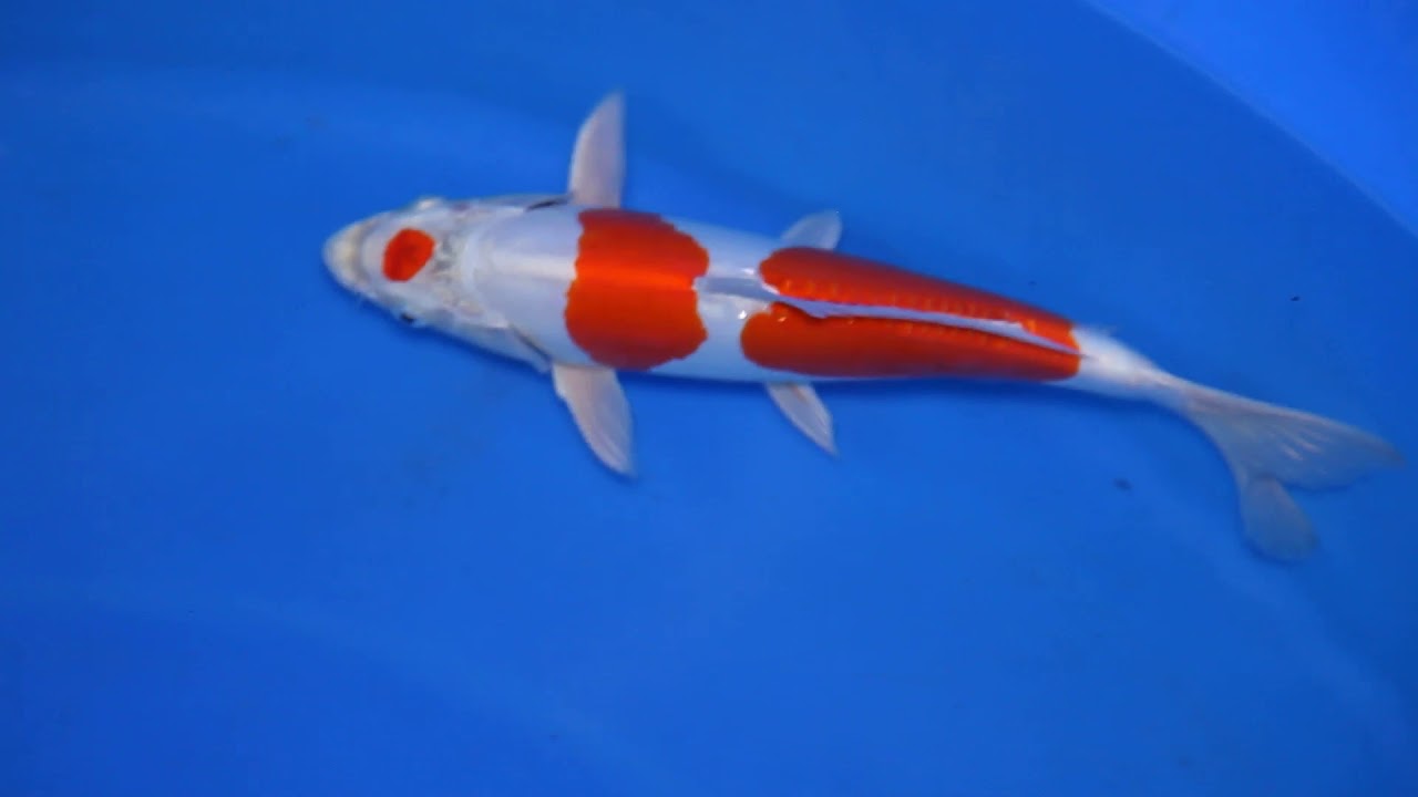 SA 6007 TANI KIKUSHUI 33 CM