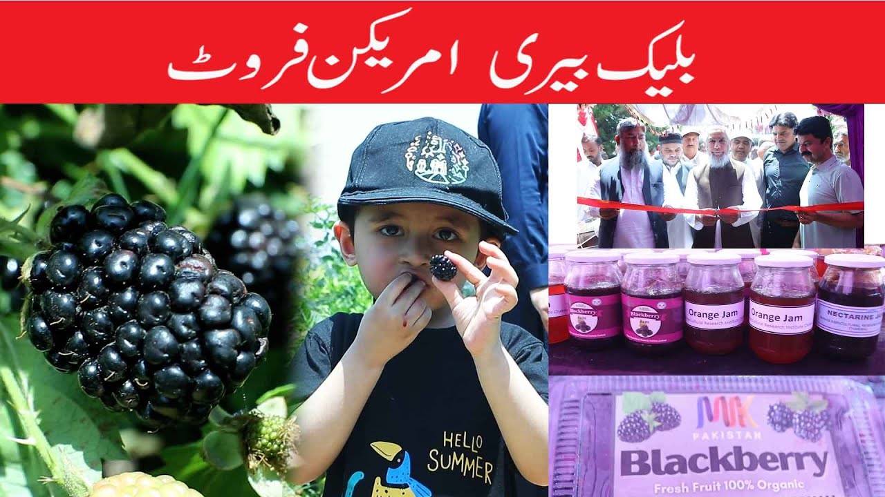 Black Berri Festival l Barani Agriculture Research Institute Chakwal l Ocean News HD
