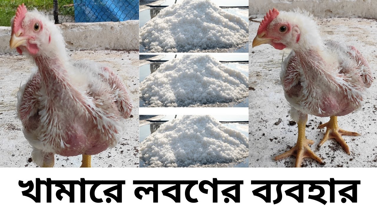 খামারে লবণের ব্যবহার  how to use salt