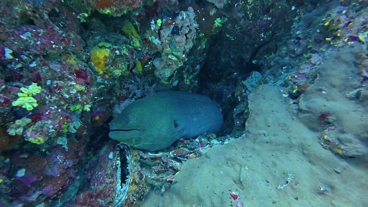 Moray Eel at Richelieu Rock | Similan Islands Diving Thailand