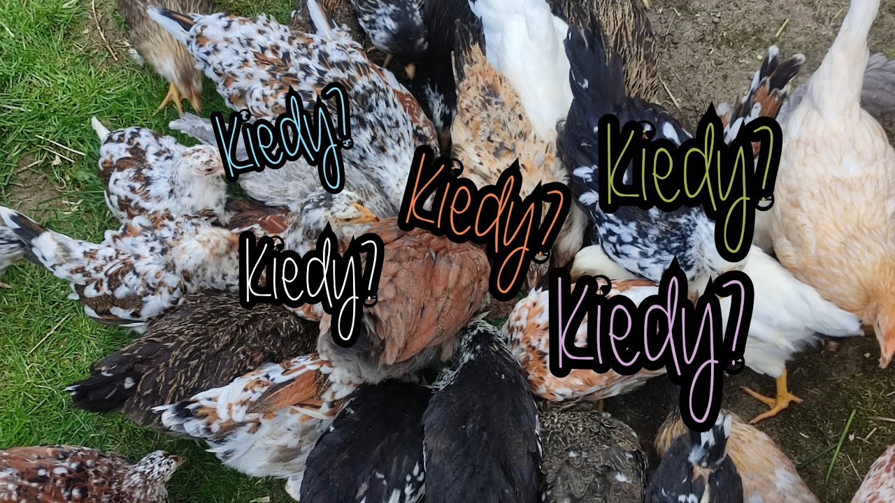 #hodowlakur 🐓🐔| Kiedy połączyć KURCZAKI z DOROSŁYMI KURAMI? 🐤